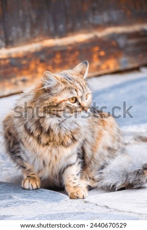 Street Cat, close portrait, wildlife animals, urban cat