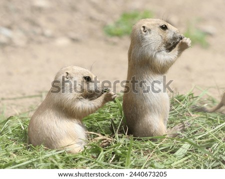 Cynomys ludovicianus, a diurnal rodent, eats grass in the zoo Royalty-Free Stock Photo #2440673205