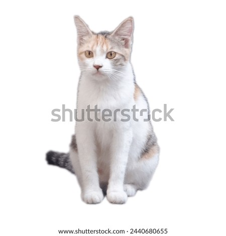 a female cat with a beautiful three-colored pattern that is cute and frolicsome Royalty-Free Stock Photo #2440680655