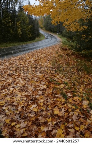 Fall scenes with falling maple leaves in Ontario