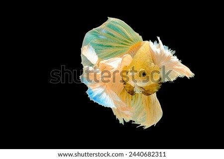 Yellow halfmoon dumbo ear betta fish