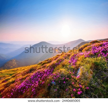Magical alpine meadows with pink rhododendron flowers on a sunny day. Location place Carpathian mountains, Ukraine, Europe. Perfect summertime wallpaper. Natural image. Discover the beauty of earth.