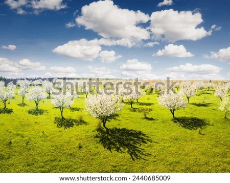 Aerial photography of garden with lush flowering trees on a sunny day. Agrarian region of Ukraine, Europe. Drone shot of a magical garden in spring time. Attractive photo wallpaper. Beauty of earth.