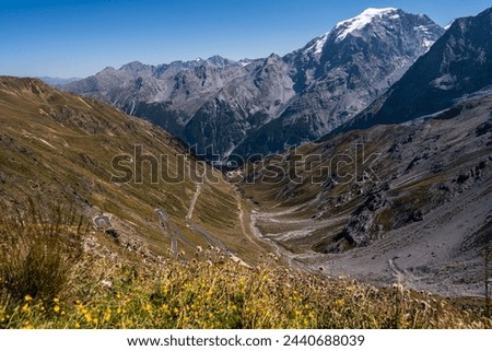 View Photo of the Stelvio Pass landscape. Yellow mountain flowers in the foreground and bare snow-covered rocks in the background. A beautiful summer day in the north of Italy.