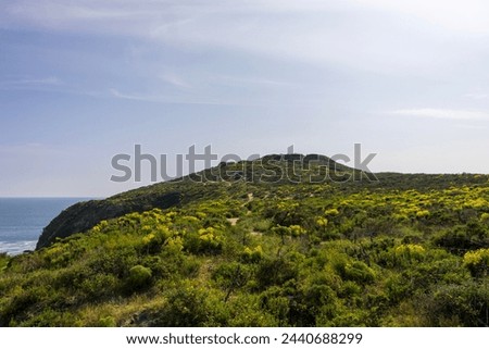 a beautiful spring landscape at Point Dume beach with a hillside covered with yellow flowers and lush green plants, blue ocean water, blue sky and clouds in Malibu California USA Royalty-Free Stock Photo #2440688299