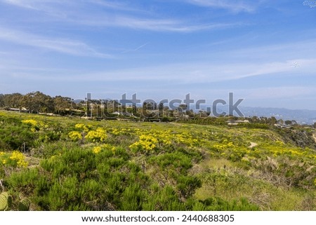 a beautiful spring landscape with a hillside covered with yellow flowers and lush green plants and homes with blue sky and clouds at Point Dume in Malibu California USA Royalty-Free Stock Photo #2440688305