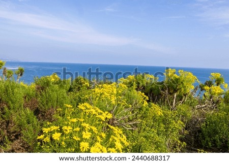 a beautiful spring landscape at Point Dume beach with a hillside covered with yellow flowers and lush green plants, blue ocean water, blue sky and clouds in Malibu California USA Royalty-Free Stock Photo #2440688317