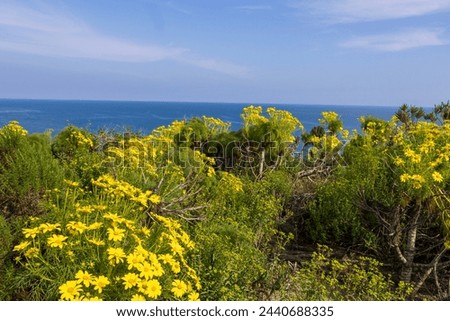 a beautiful spring landscape at Point Dume beach with a hillside covered with yellow flowers and lush green plants, blue ocean water, blue sky and clouds in Malibu California USA Royalty-Free Stock Photo #2440688335