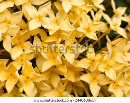 Close up of small yellow flowers in the garden