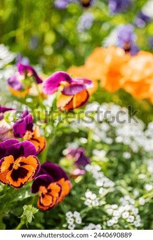 pansy flowers in the garden