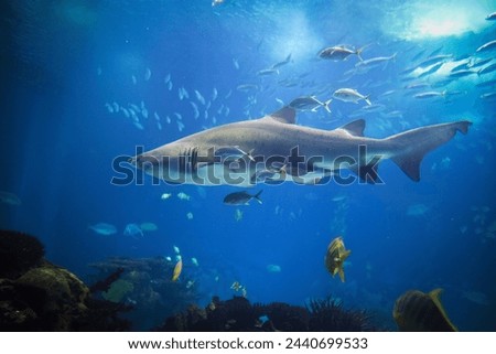 Sand tiger shark Carcharias taurus, gray nurse shark, spotted ragged-tooth shark with school of horse eye jack underwater in sea Royalty-Free Stock Photo #2440699533