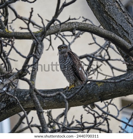 The Eurasian sparrowhawk (Accipiter nisus) on walnut branches in early spring