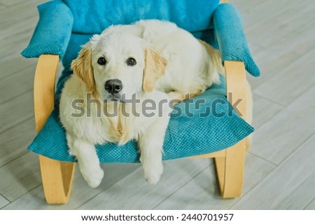 Picture of a dog sitting on a chair