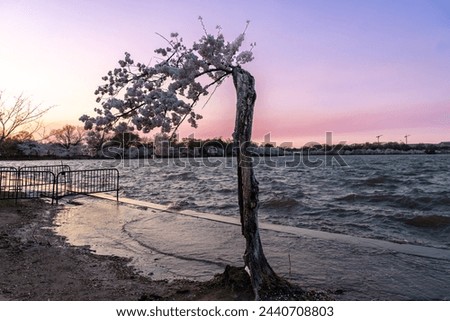 Stumpy, the beloved cherry blossom tree at the tidal basin. The tree will be cut down to repair the seawall to prevent flooding Royalty-Free Stock Photo #2440708803