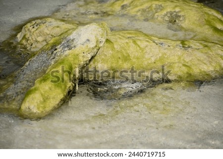 Slippery rocks in shallow waters coated in green algae and moss.