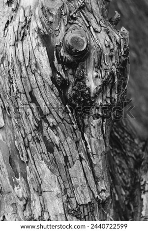 Tree bark knot wood texture closeup