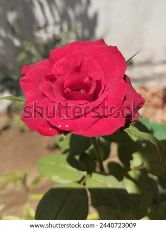  Beautiful Rose Flower Picture  | Background picture 