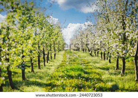 A blooming apple orchard on a magical sunny day. Agrarian region of Ukraine, Europe. Scenic image of trees in charming garden. Flowering orchard in spring time. Photo wallpaper. Beauty of earth. Royalty-Free Stock Photo #2440723053