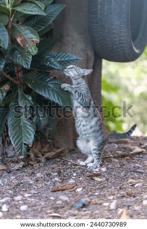 A small kitten standing on its hind legs under a green leaf circle and under a hanging tire