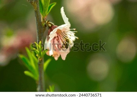 Peach Pink Flowers on a Bokeh Background