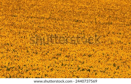 Sun-Kissed Splendor: Vibrant Sunflowers in Full Bloom