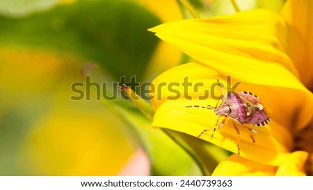 Sunny Spot: Bug Basking on Sunflower Petal
