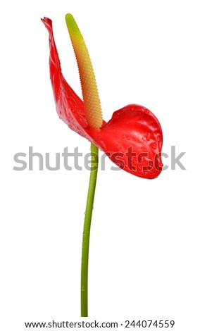 Dewy Anthurium flower isolated on white background