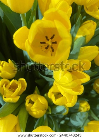 Lovely close up Easter picture with beautiful fresh bright yellow tulips. Beautiful as a wallpaper. GoranOfSweden