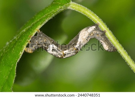 Moonseed Caterpillar (Plusiodonta compressipalpis) insect eating vine leaves nature Springtime pest control agriculture concept copy space side view.