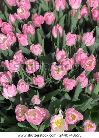 Lovely close up Easter picture with beautiful fresh bright pink tulips. Beautiful as a wallpaper. GoranOfSweden
