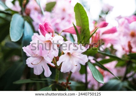 Delicate pink rhododendron flowers contrast beautifully with the verdant foliage, painting a serene picture in the heart of Kyiv's Hryshko Botanical Garden
