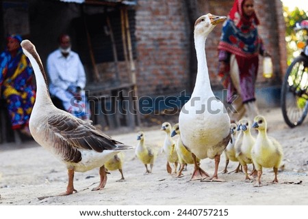 Duck And her child's in village road
