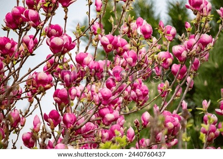 Red magnolia blossom close up