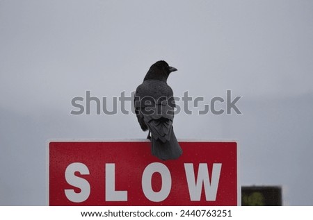 A crow perched on a traffic sign on Vancouver Island in Cowichan Bay, British Columbia, Canada