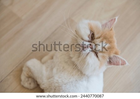 aerial portrait of yellow exotic shorthair cat look at camera with copy space for text. Royalty-Free Stock Photo #2440770087