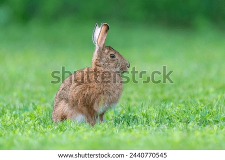 Side view of snowshoe hare rabbit bunny sitting in short grass