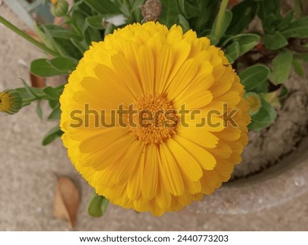 Calendula officinalis, the pot marigold, common marigold, ruddles, Mary's gold or Scotch marigold, is a flowering plant in the daisy family Asteraceae