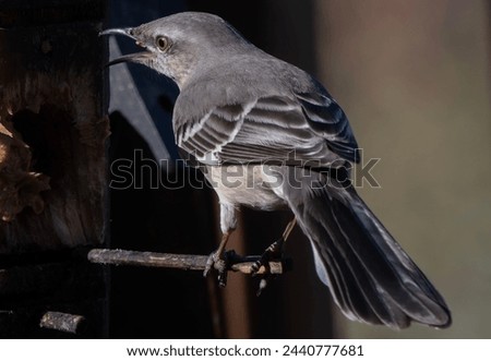 A Northern Mockingbird arrives on the backyard deck                               