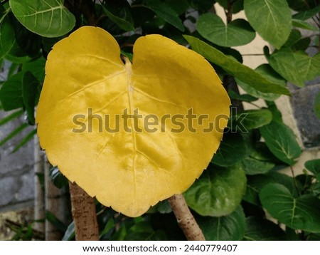 Beautiful plum aralia leaves shaped like flower petals. Heart-shaped yellow leaves.