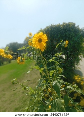 A picture of Sunflower with a beautiful park view 