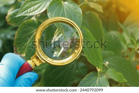 Plant diseases are conditions caused by pathogens such as fungi,bacteria,viruses,pests that adversely affect the health and growth of plants. Symptoms include wilting, discoloration, and deformities Royalty-Free Stock Photo #2440792099