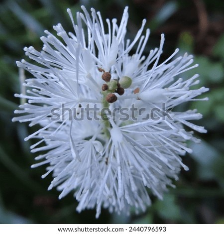 Helleborus niger blooming white flowers in winter