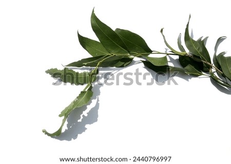 Eucalyptus Leaves Isolated on white. Room for text. Eucalyptus leaves. Picture Frame. Business Card Blank. Eucalyptus leaves. Eucalyptus leaves. Nature. Tree Branch. Leaf. Green Leaf. Garden Plant. 
