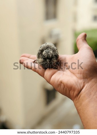 in this picture a baby dove is sitting on my hand, A beautiful moment, fall from the nest.