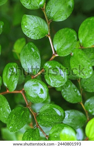 Dewy Green Leaves on Twig, Branch bearing fresh yellow green leaves with water droplets, Close up vivid nature background, natural aesthetic botanical photo, wild foliage scenery, selective focus