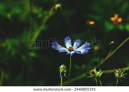 Close-up of Sulfur cosmo blooming in field, Full frame shot of Sulfur cosmo in park,