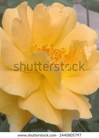 it's a beautiful picture yellow flower looking so awesome it's beautiful background 