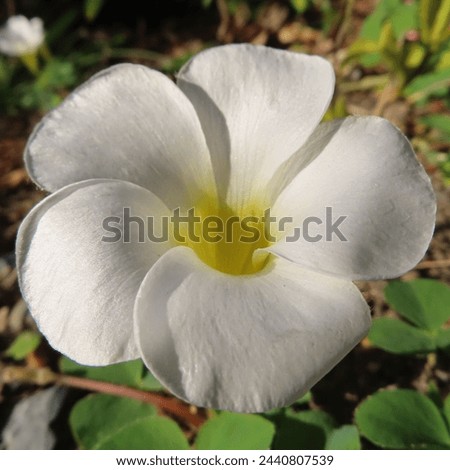 Oxalis bowiei blooming white flowers in winter