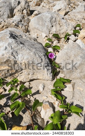 Lonesome flower in the rocks Royalty-Free Stock Photo #2440818303