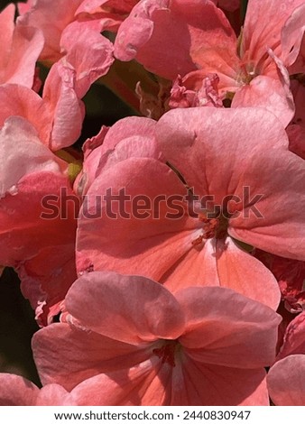 Pictures of beautiful Geraniums of all colours.